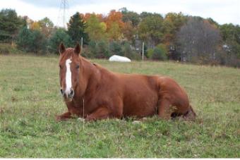 Manes and Tails' Willie