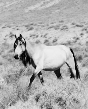 wild mustang