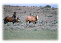 BLM Mustangs