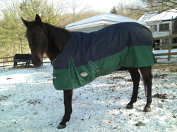 Manes and Tails Organization