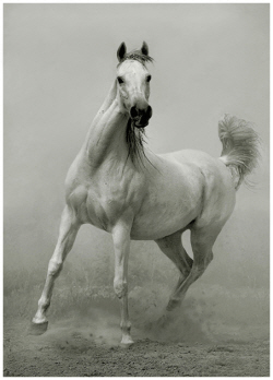 Manes and Tails Organization