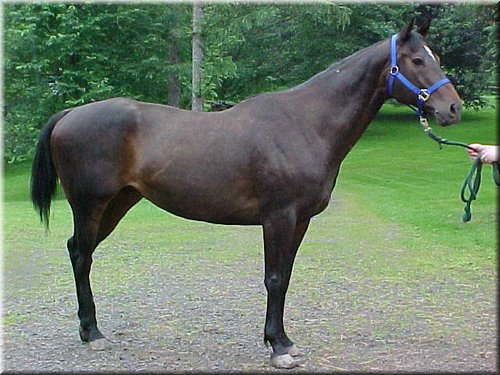 Bullie one month before he and Sahlih died.