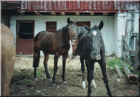 Callie says "hee haw!"