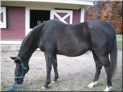 Callie nosing around...