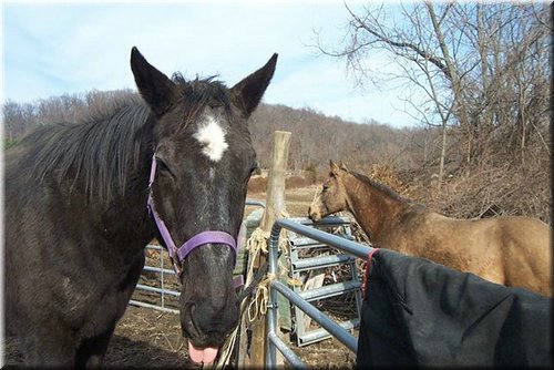 Callie says 'blech' to grooming.