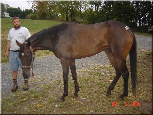 Madison had her New Holland auction sticker on her hip.