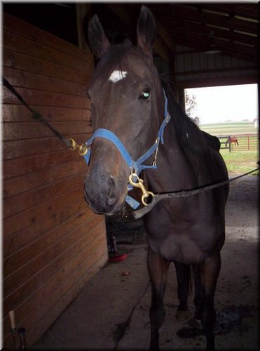 Maddie in Quarantine at Hidden Pearl Farm.