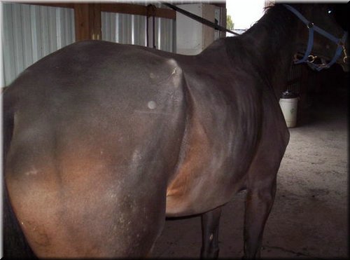 What happens to some racehorses...