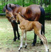 cbmareandfoal